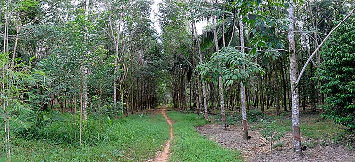 'Hiking Trail Into the Rubber Plantations' by Asienreisender